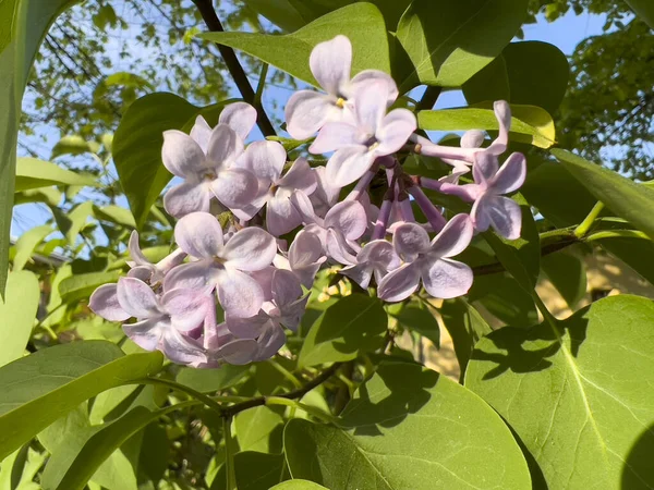 Flores Rosa Common Lilac Syringa Vulgaris Apenas Florescendo Foto Alta — Fotografia de Stock