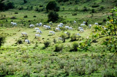 Pescasseroli Abruzzo İtalya 'nın ulusal parkında inekleri otlatıyor. Yüksek kalite fotoğraf