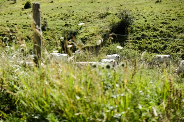 Pescasseroli Abruzzo Talya Nın Ulusal Parkında Inekleri Otlatıyor Yüksek Kalite — Stok fotoğraf