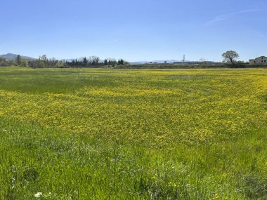 Baharda sarı çiçek tarlası. Yüksek kalite fotoğraf
