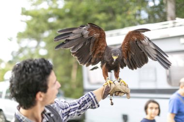 Kolunda Harris şahini olan bir şahin. Yüksek kalite fotoğraf