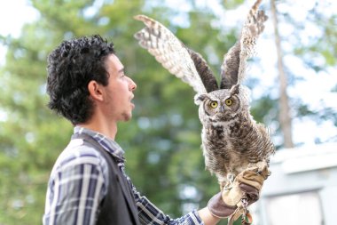 Kolunda Harris şahini olan bir şahin. Yüksek kalite fotoğraf
