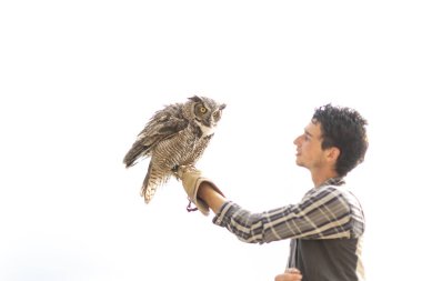 Virjinya baykuşu Virjinya baykuşu Bubo virginianus bir şahin avcısına yakın plan. Yüksek kalite fotoğraf