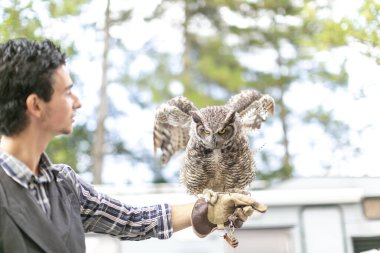 Virjinya baykuşu Virjinya baykuşu Bubo virginianus bir şahin avcısına yakın plan. Yüksek kalite fotoğraf