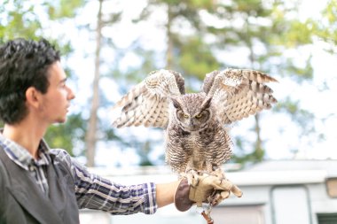 Virjinya baykuşu Virjinya baykuşu Bubo virginianus bir şahin avcısına yakın plan. Yüksek kalite fotoğraf