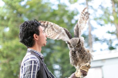 Virjinya baykuşu Virjinya baykuşu Bubo virginianus bir şahin avcısına yakın plan. Yüksek kalite fotoğraf