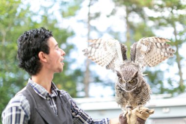 Virjinya baykuşu Virjinya baykuşu Bubo virginianus bir şahin avcısına yakın plan. Yüksek kalite fotoğraf