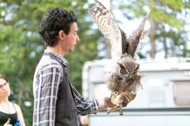 Virjinya baykuşu Virjinya baykuşu Bubo virginianus bir şahin avcısına yakın plan. Yüksek kalite fotoğraf