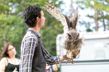 Virjinya baykuşu Virjinya baykuşu Bubo virginianus bir şahin avcısına yakın plan. Yüksek kalite fotoğraf