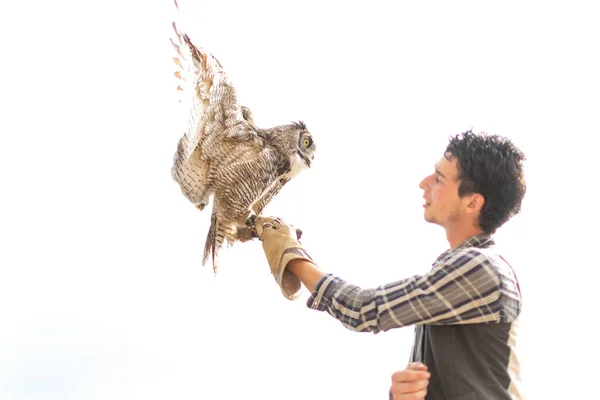 Virginian Owl Virginian Eagle Owl Bubo Virginianus Close Falconer Glove — Stock Photo, Image