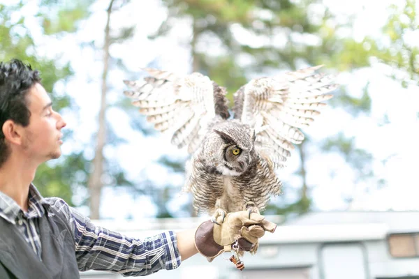 Virginiaanse Uil Maagd Adelaar Uil Bubo Virginianus Close Een Valkenier — Stockfoto