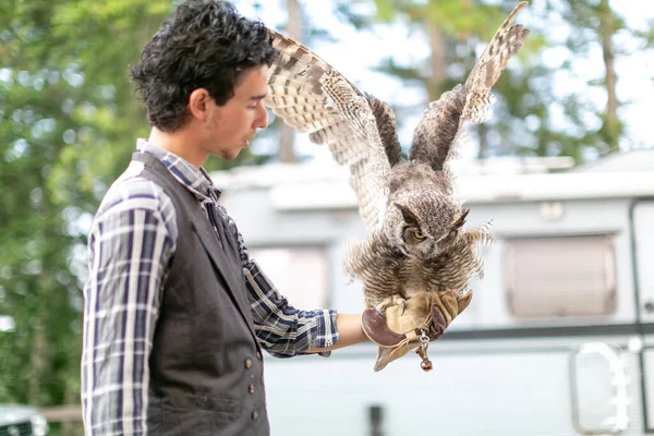 Virginiaanse Uil Maagd Adelaar Uil Bubo Virginianus Close Een Valkenier — Stockfoto