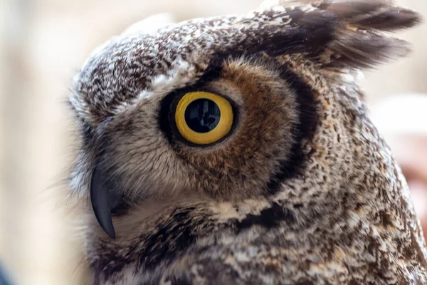 Virginian Owl Virginian Eagle Owl Bubo Virginianus Close Yellow Eyes — Photo
