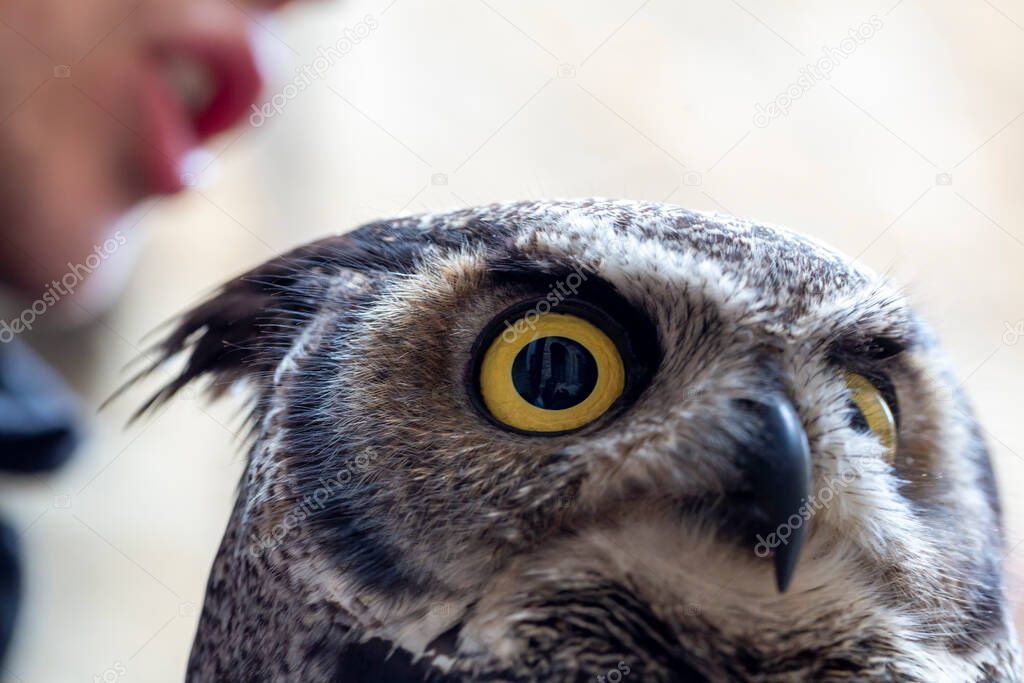 virginian owl virginian eagle owl Bubo virginianus close-up with yellow eyes. High quality photo