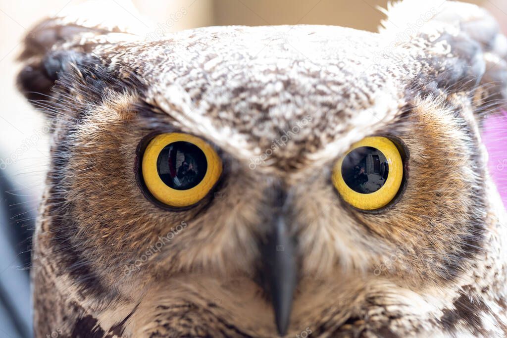 virginian owl virginian eagle owl Bubo virginianus close-up with yellow eyes. High quality photo