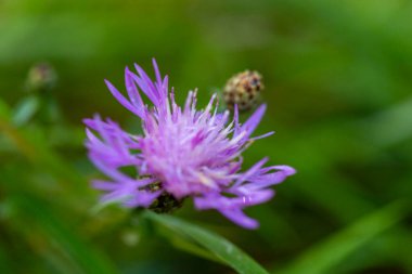 Centaurea stoebe mor çiçeği güneşli bir günde tarlada. Yüksek kalite fotoğraf