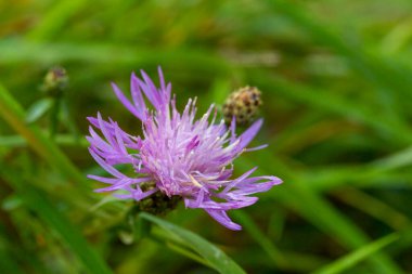 Centaurea stoebe mor çiçeği güneşli bir günde tarlada. Yüksek kalite fotoğraf