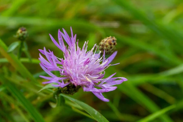 Centaurea Stoebe Μωβ Λουλούδι Στα Χωράφια Την Ηλιόλουστη Μέρα Υψηλής — Φωτογραφία Αρχείου