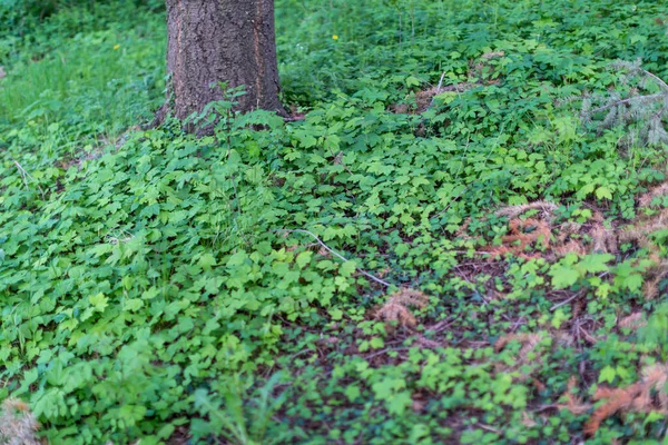 Пейзаж Підросту Плющем Листям Високоякісна Фотографія — стокове фото