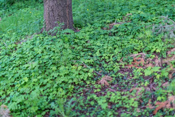 Paisagem Undergrowth Com Hera Folhas Foto Alta Qualidade — Fotografia de Stock