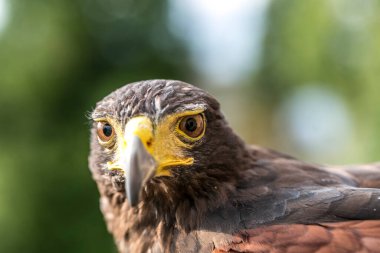 Parabuteo unicinctus Harris 'in şahin portresi. Yüksek kalite fotoğraf