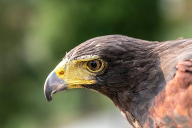 Parabuteo unicinctus Harris 'in şahin portresi. Yüksek kalite fotoğraf