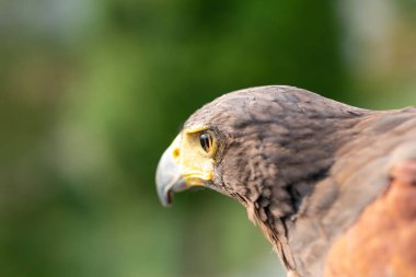 Parabuteo unicinctus Harris 'in şahin portresi. Yüksek kalite fotoğraf