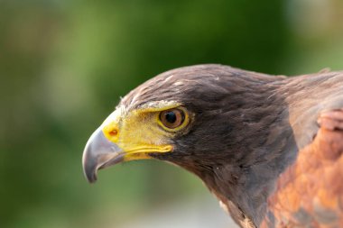 Parabuteo unicinctus Harris 'in şahin portresi. Yüksek kalite fotoğraf