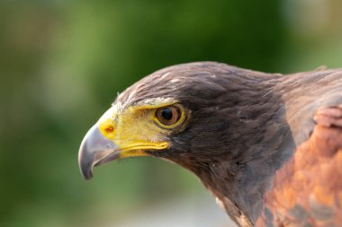 Parabuteo unicinctus Harris 'in şahin portresi. Yüksek kalite fotoğraf