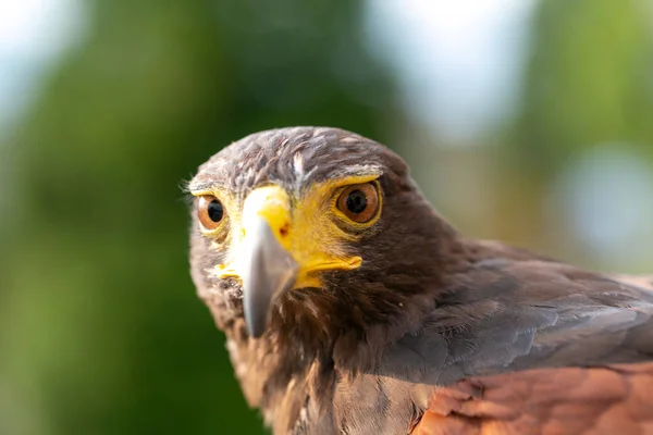 Parabuteo Unicinctus Harris Buzzard Portrait Foto Alta Qualidade — Fotografia de Stock