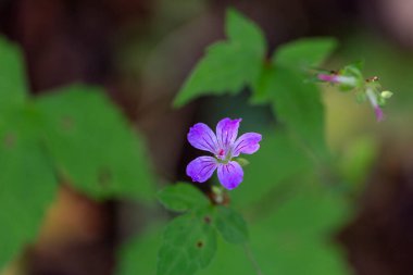 Yeşil alanda filizlenen vahşi sardunya makulatumu. Yüksek kalite fotoğraf