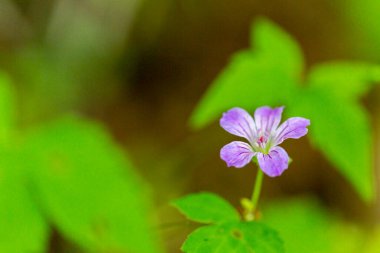 Yeşil alanda filizlenen vahşi sardunya makulatumu. Yüksek kalite fotoğraf