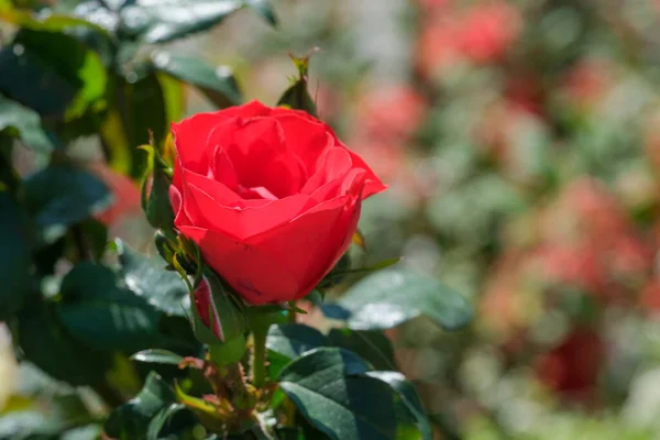 ローズフロリダフリージアの庭の赤いバラの花 高品質の写真 — ストック写真
