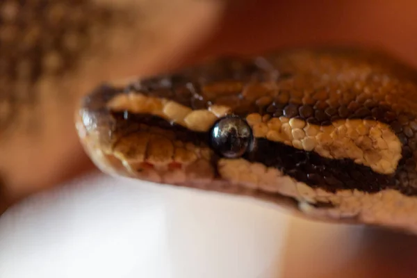 Moluro Python Snake Portrait High Quality Photo — Stock Photo, Image