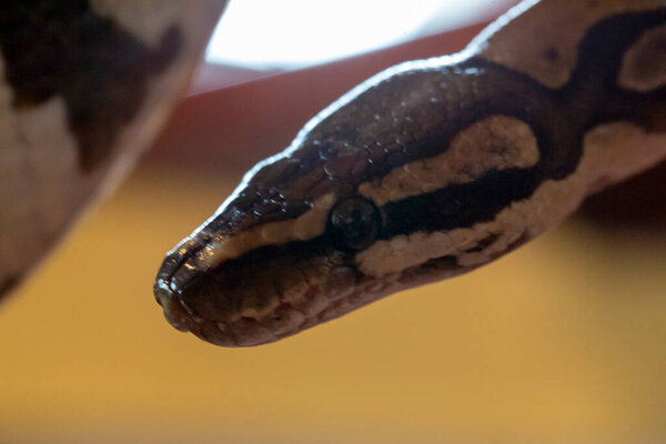 Молуро питон портрет змеи. Высокое качество фото