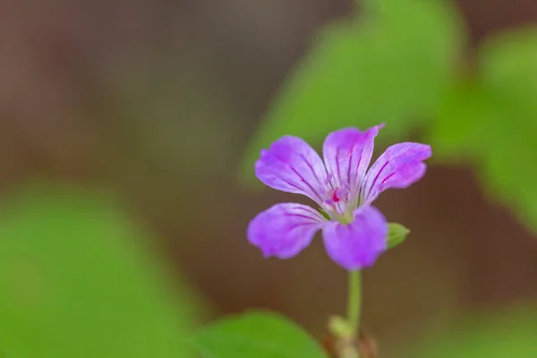 Vad Geranium Geranium Maculatum Virágzik Zöld Mezőn Kiváló Minőségű Fénykép — Stock Fotó