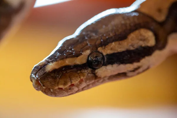 Retrato Serpiente Pitón Moluro Foto Alta Calidad —  Fotos de Stock