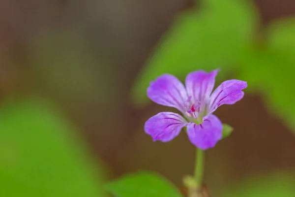 Wild Geranium Geranium Maculatum Blooming Green Field High Quality Photo — Stock Photo, Image