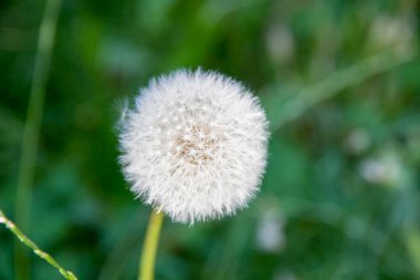 Rüzgarda uçuşan tohumlarla birlikte arta kalan karahindiba çiçeği. Yüksek kalite fotoğraf