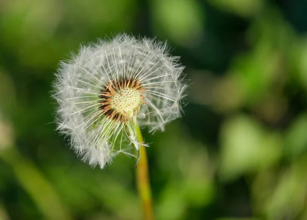 風に乗って種が飛び交う残りのタンポポの花 高品質の写真 — ストック写真