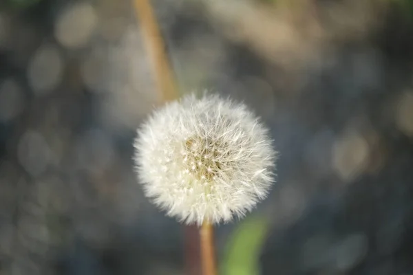 風に乗って種が飛び交う残りのタンポポの花 高品質の写真 — ストック写真