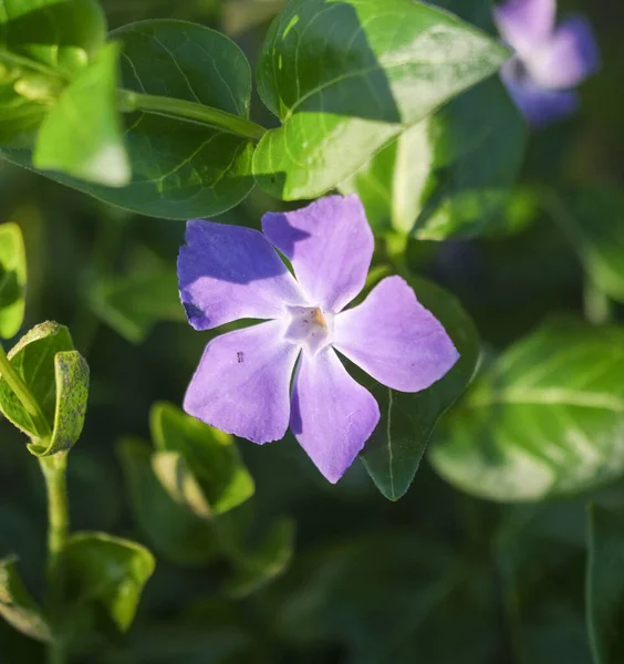 Minden Pictures Lesser Periwinkle Vinca Мелкий Фиолетовый Цветок Лугу Высокое — стоковое фото