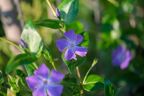 Minden Pictures Менший Periwinkle Vinca Мінор Фіолетовий Квітка Лузі Фотографія — стокове фото