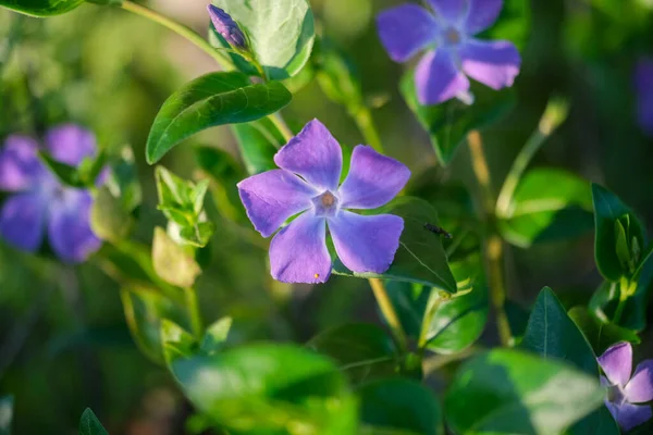 ミンデン ピクチャーズ ペリウィンクル牧草地の小さな紫色の花 高品質の写真 — ストック写真