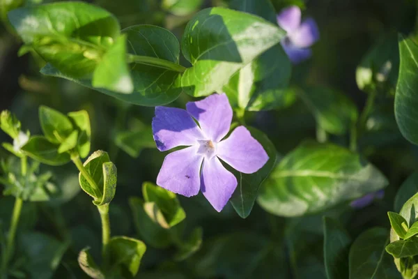 Minden Pictures Менший Periwinkle Vinca Мінор Фіолетовий Квітка Лузі Фотографія — стокове фото