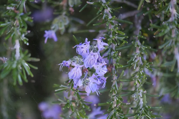 迷迭香植物的紫色花 高质量的照片 — 图库照片