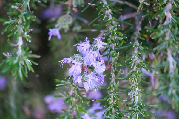 로즈마리 식물의 보라색 고품질 — 스톡 사진
