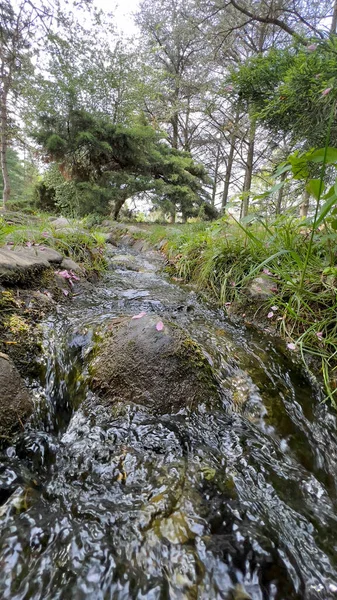 Ruscello Nel Parco Valentino Torino Foto Alta Qualità — Foto Stock