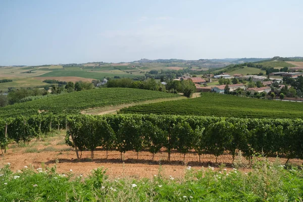 Winnice Wzgórzach Piemont Wysokiej Jakości Zdjęcie — Zdjęcie stockowe