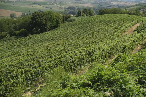 Vineyards Piedmont Hills High Quality Photo — Stock Photo, Image